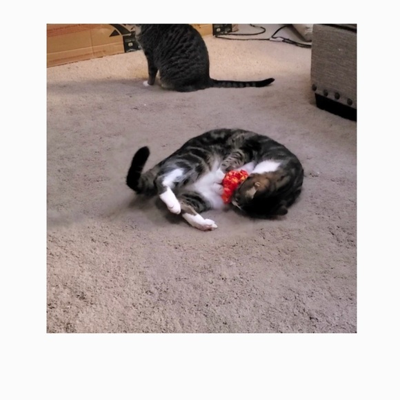 HAND CRAFTED Crochet Organic Catnip Colorful Octopus Yarn Cat Interactive Toys - Picture 7 of 8